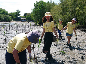 mangrove reforestation activity